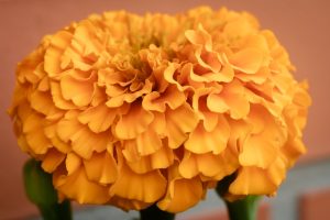 Vortrag: Cempasúchil = Cempasúchil? Die Reisen der Blumen Mexikos, 31.10.2025